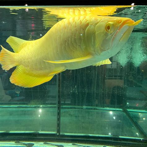 where to buy arowana fish online